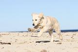 GOLDEN RETRIEVER 471
